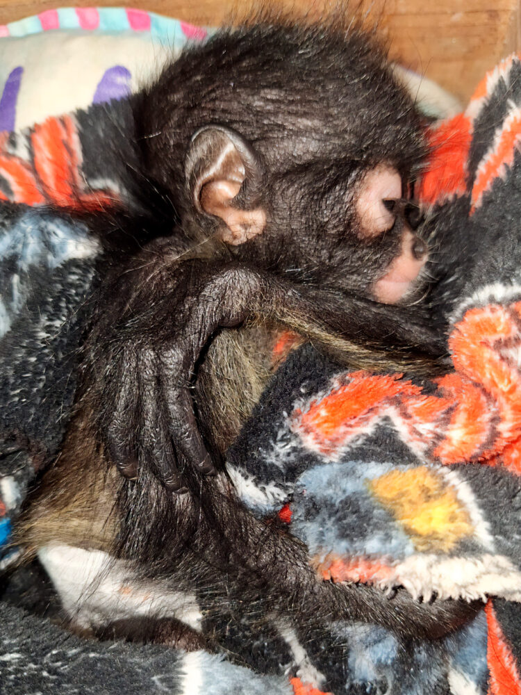 La Profepa rescata a 25 loritos y una cría de mono en Yucatán  2