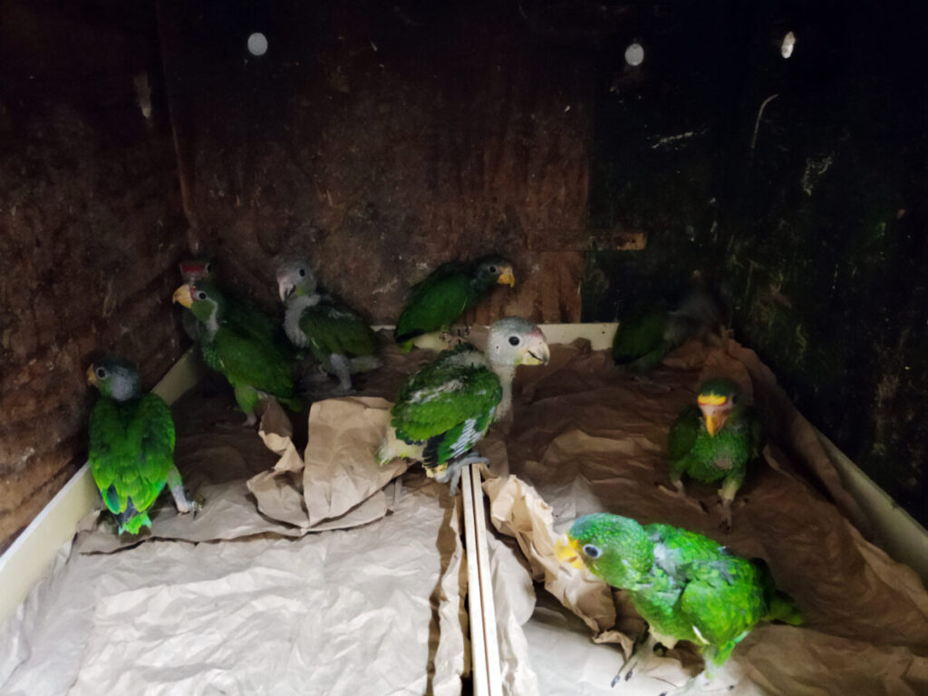 La Profepa rescata a 25 loritos y una cría de mono en Yucatán  3