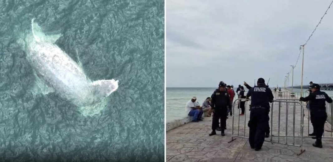 Ballena sin vida en Progreso, Yucatán