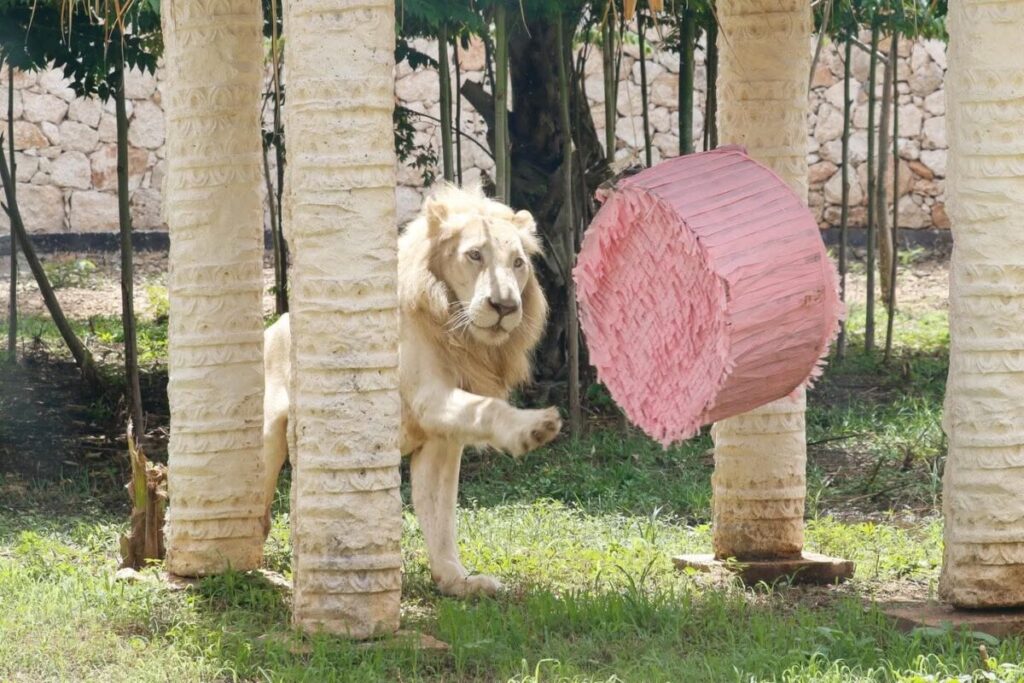 Inauguran nuevo felinario "Balam Balam" en el zoológico Animaya