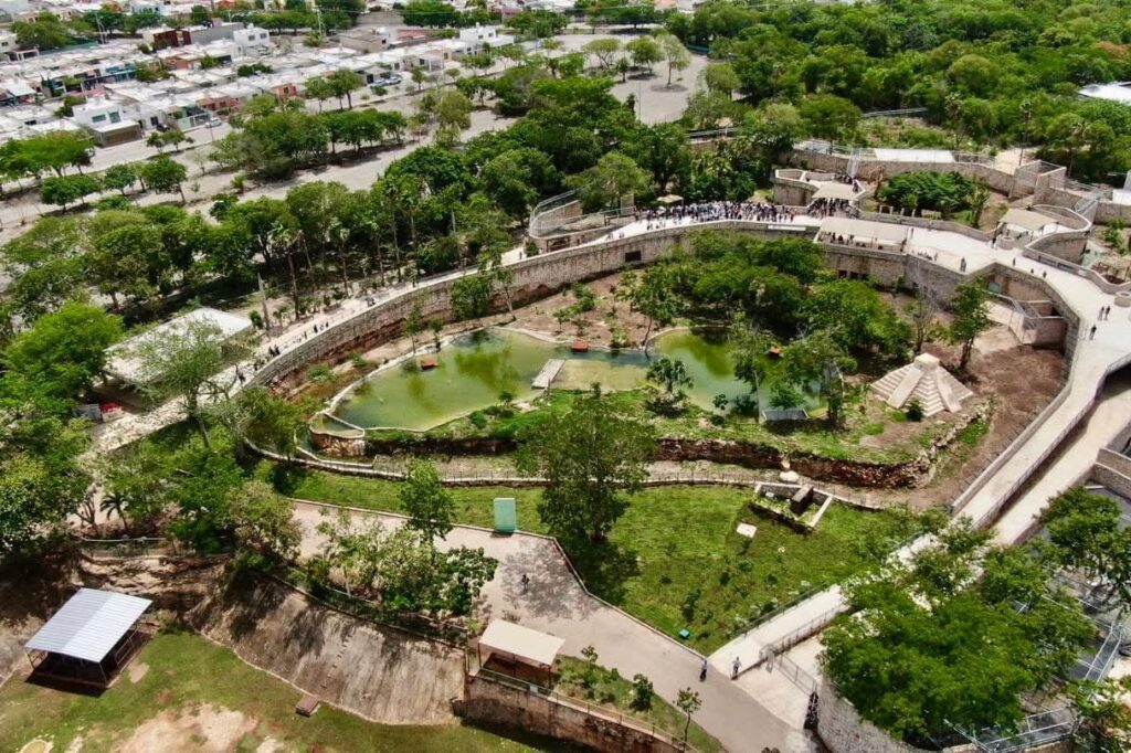 Inauguran nuevo felinario "Balam Balam" en el zoológico Animaya