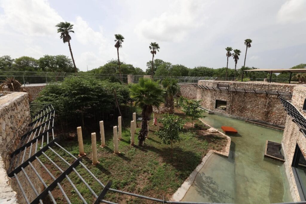 Inauguran nuevo felinario "Balam Balam" en el zoológico Animaya