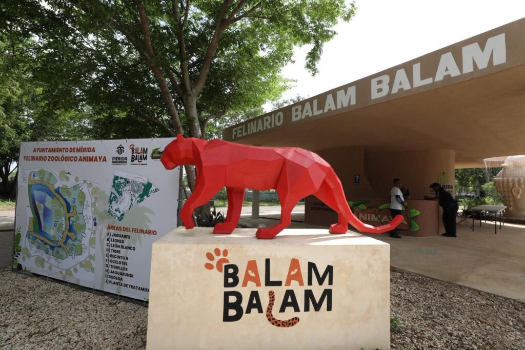 Inauguran nuevo felinario "Balam Balam" en el zoológico Animaya