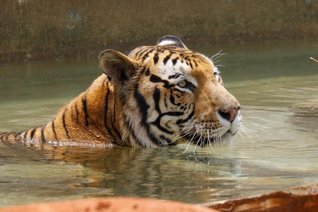 Inauguran nuevo felinario "Balam Balam" en el zoológico Animaya