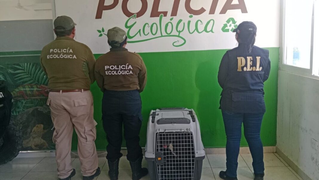 Un ladrido de ayuda en Kanasín, Policía Ecológica rescata a un perrito de un predio