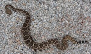 Paramédicos trasladan a jardinero herido por mordedura de serpiente en Conkal, Yucatán