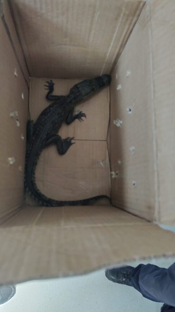 Lluvias provocan apariciones de cocodrilos en Tamaulipas, Veracruz, Tabasco, EdoMex y Campeche