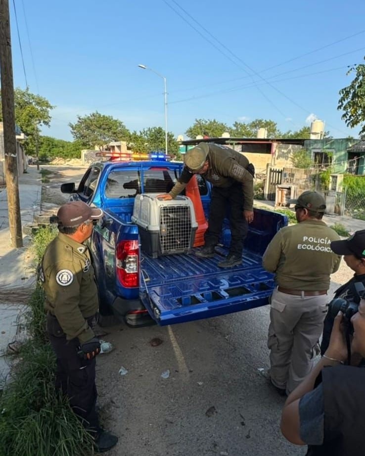 Un ladrido de ayuda en Kanasín, Policía Ecológica rescata a un perrito de un predio