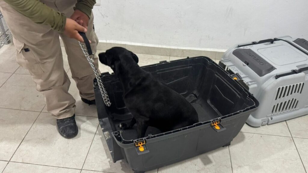 Un ladrido de ayuda en Kanasín, Policía Ecológica rescata a un perrito de un predio