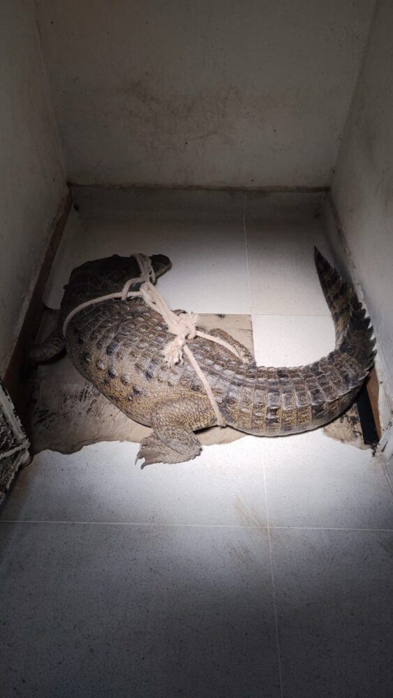 Lluvias provocan apariciones de cocodrilos en Tamaulipas, Veracruz, Tabasco, EdoMex y Campeche