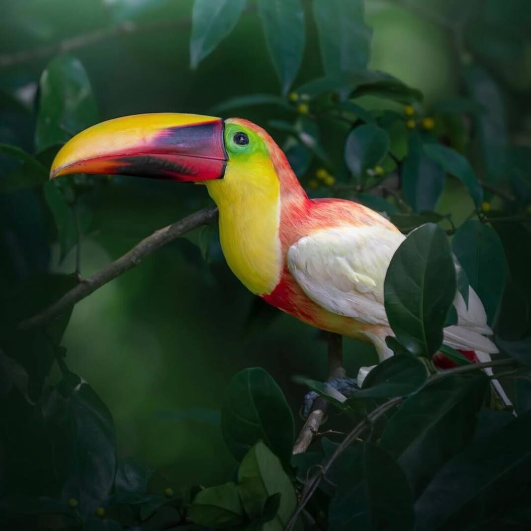 Tucán leucístico avistado en un bosque de Costa Rica, apodado “Unicornio del bosque”