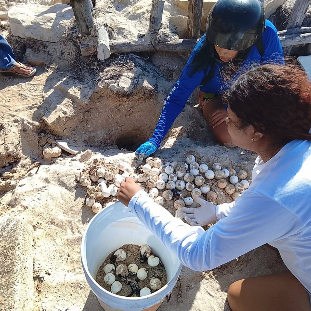 Policía Municipal de Progreso rescata crías y huevos de tortuga marina