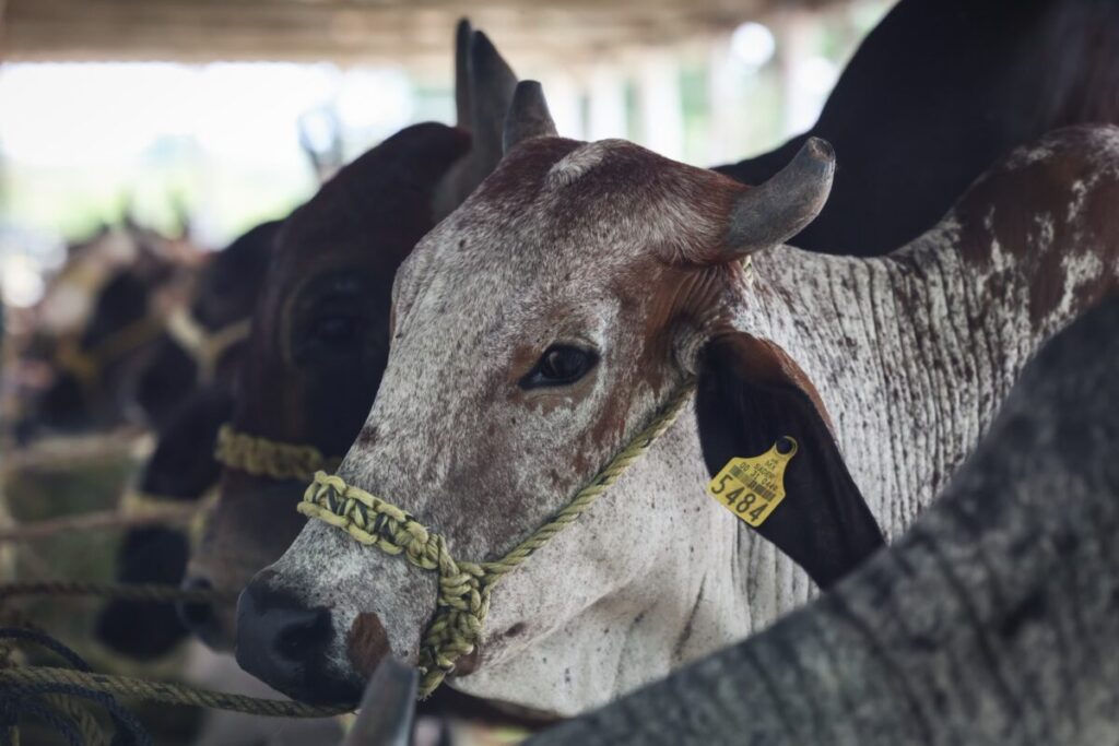 Gobierno avanza en en el control del gusano barrenador en Yucatán 