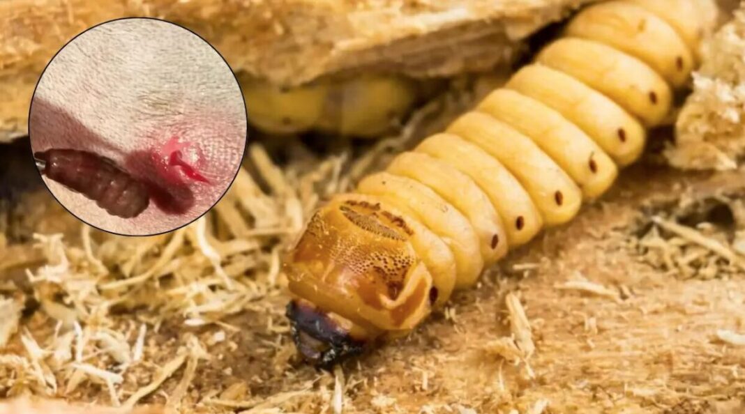 Atienden 20 nuevos registros de gusano barrenador en Yucatán