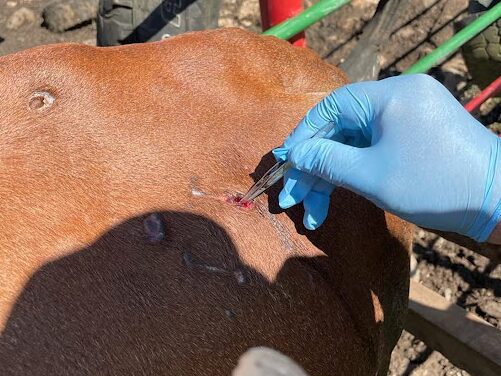 Atienden 20 nuevos registros de gusano barrenador en Yucatán