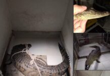 Lluvias provocan apariciones de cocodrilos en Tamaulipas, Veracruz, Tabasco, EdoMex y Campeche