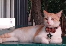 Conoce a "Michiimss", el gatito que alegra a trabajadores y pacientes del IMSS