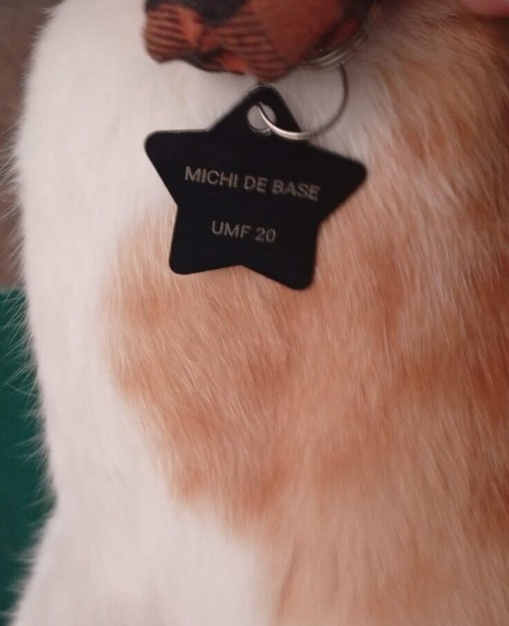 Conoce a "Michiimss", el gatito que alegra a trabajadores y pacientes del IMSS