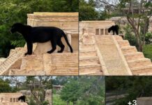 Hermosa pantera negra del "Animaya" de Mérida, poza para fotos de las y los visitantes