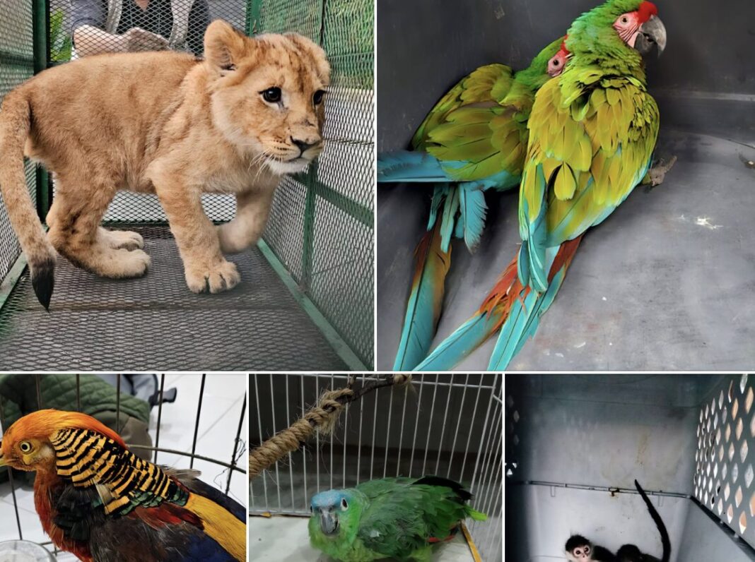 Profepa realiza el manejo y traslado de 19 ejemplares de vida silvestre asegurados en operativos por la FGR