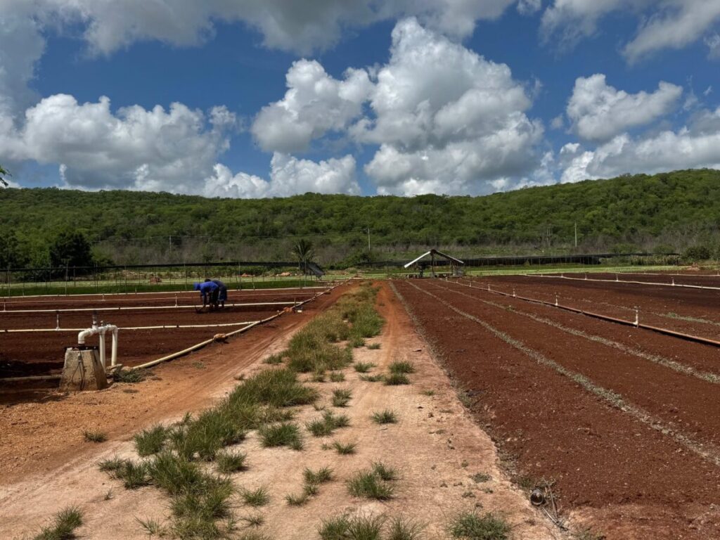 Renacimiento Maya verifican los avances del programa de caminos sacacosechas en Sacalum