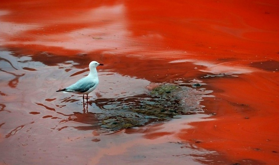 CINVESTAV informa presunta Marea Roja en Progreso