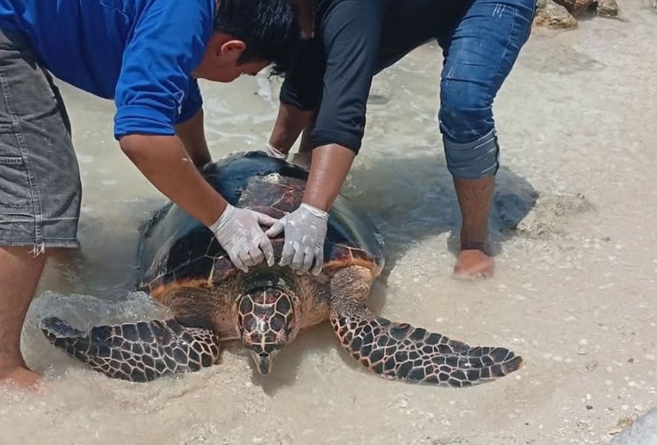 Reportan a tortuga marina atrapada en espolones de Chelem, Progreso