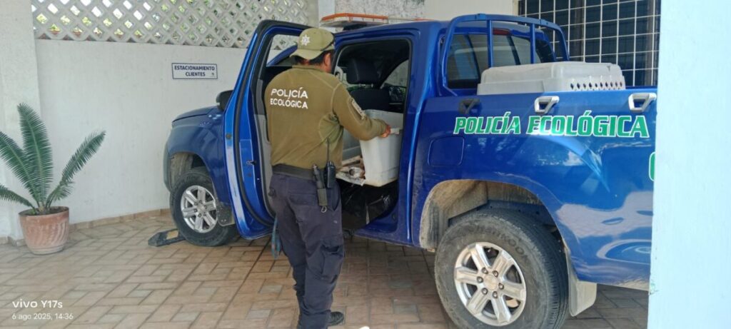 Policía Ecológica de Kanasín atiende caso de un perrito atropellado