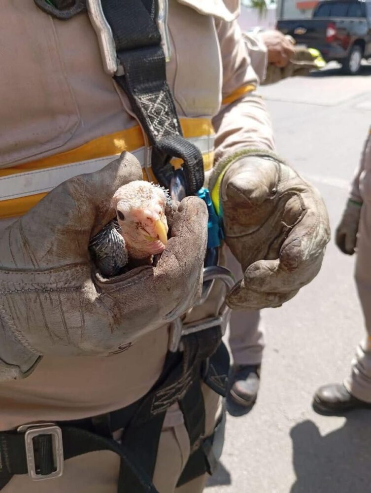Trabajadores de la CFE hacen casita para loritos en Chetumal