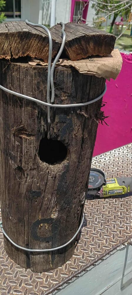 Trabajadores de la CFE hacen casita para loritos en Chetumal