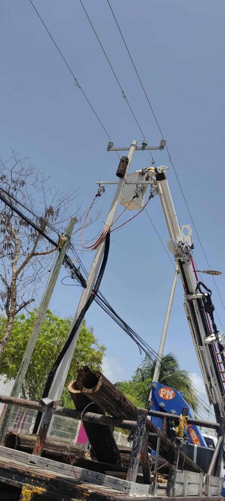 Trabajadores de la CFE hacen casita para loritos en Chetumal