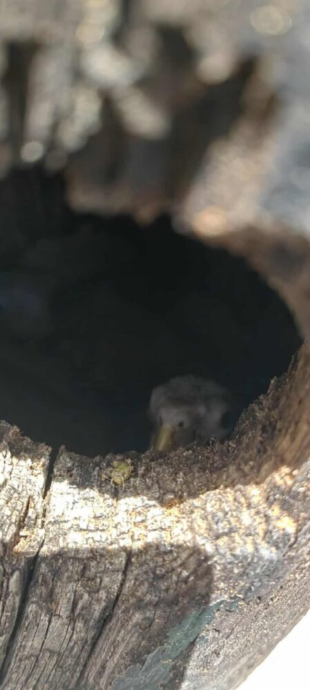 Trabajadores de la CFE hacen casita para loritos en Chetumal