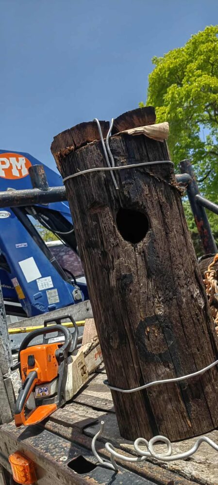 Trabajadores de la CFE hacen casita para loritos en Chetumal