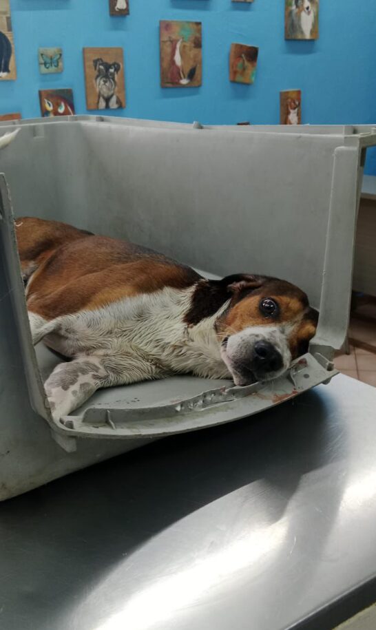 Policía Ecológica de Kanasín atiende caso de un perrito atropellado