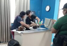 Policía Ecológica de Kanasín atiende caso de un perrito atropellado