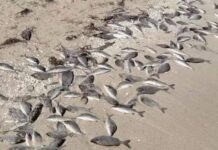 (Video) Peces aparecen sin vida en la playa de Chuburná Puerto, Progreso