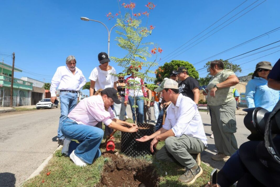 Cecilia Patrón Laviada/Ya son 100 los árboles protegidos con Valor Cultural y Patrimonial por el Ayuntamiento de Mérida