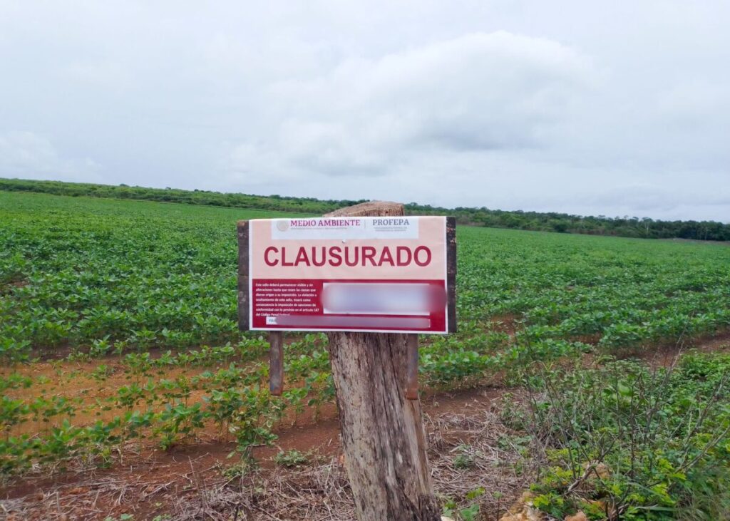 La Profepa clausura predio de 147 hectáreas por cambio ilegal de uso de suelo, en Tekax