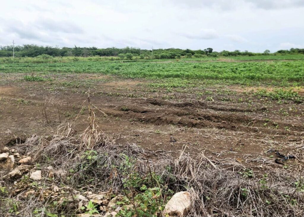 La Profepa clausura predio de 147 hectáreas por cambio ilegal de uso de suelo, en Tekax