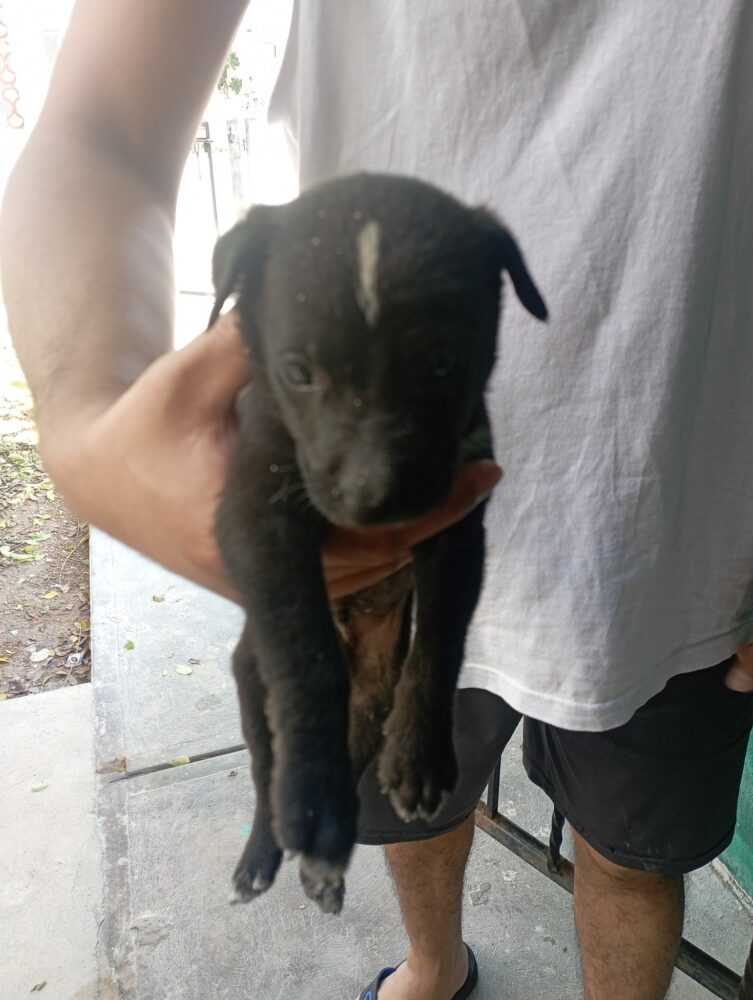 Sujeto abandona en una casa a un perrito en Villas Oriente, Kanasín