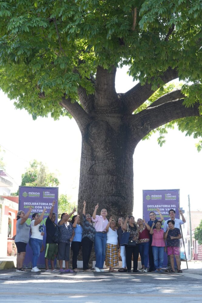 Cecilia Patrón Laviada/Ya son 100 los árboles protegidos con Valor Cultural y Patrimonial por el Ayuntamiento de Mérida
