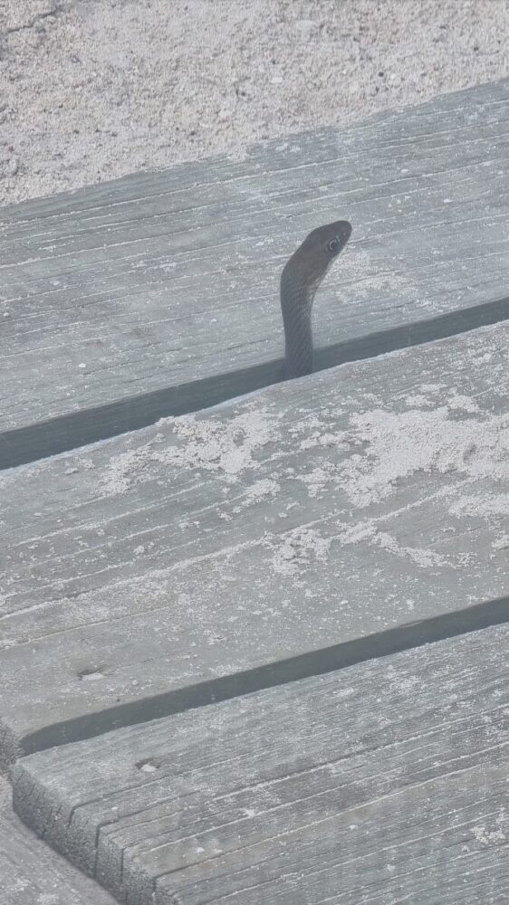 Culebra "ratonera" sorprende a visitantes en el malecón de Progreso