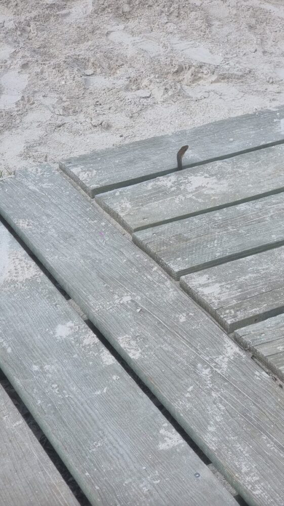 Culebra "ratonera" sorprende a visitantes en el malecón de Progreso