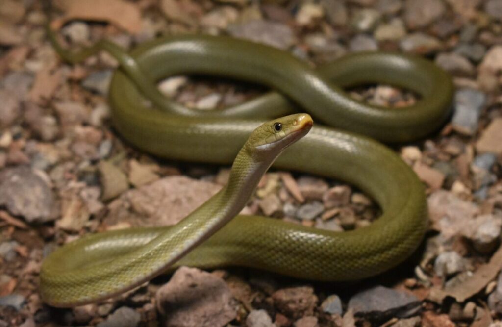 Culebra Ratonera (Senticolis triaspis)