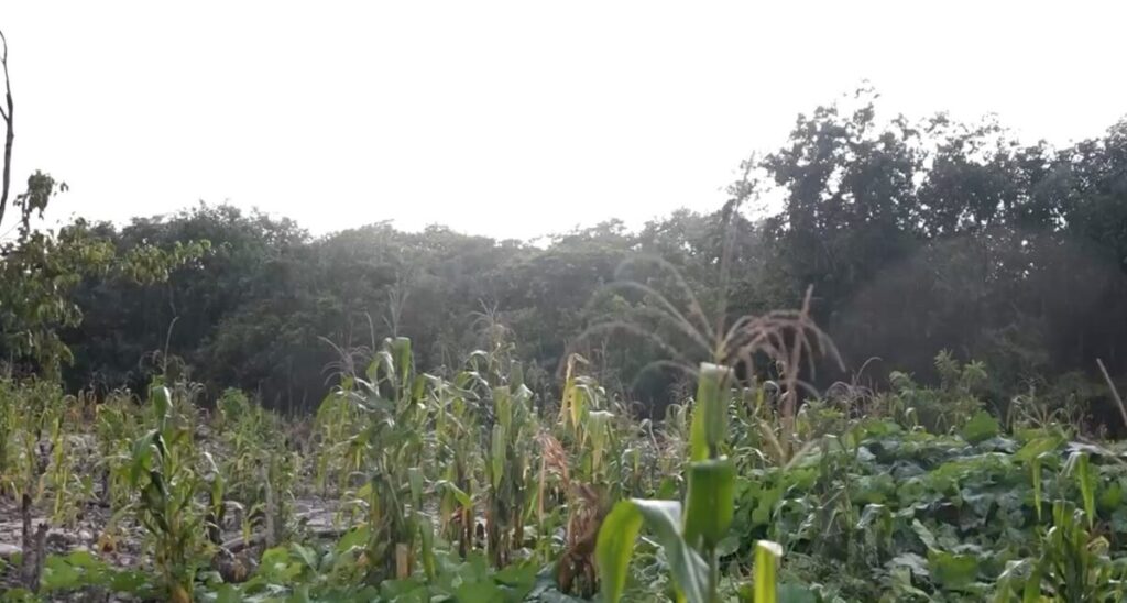 El Gobernador Joaquín Díaz Mena supervisa construcción de caminos sacacosechas en Kinchil