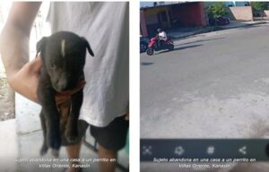 Sujeto abandona en una casa a un perrito en Villas Oriente, Kanasín