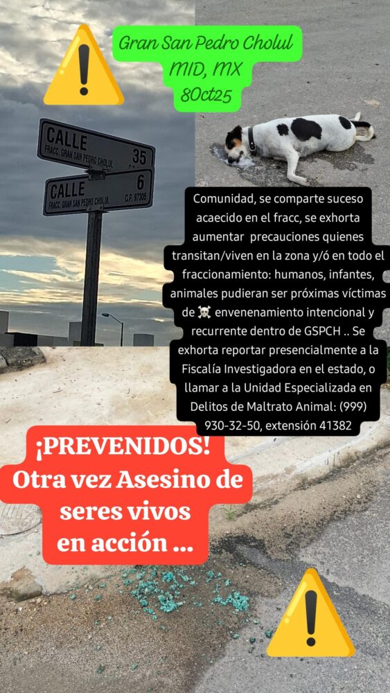 Reportan crueldad animal en Cholul