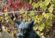 Los “perros azules” de Chernóbil: el misterio que asombra al mundo