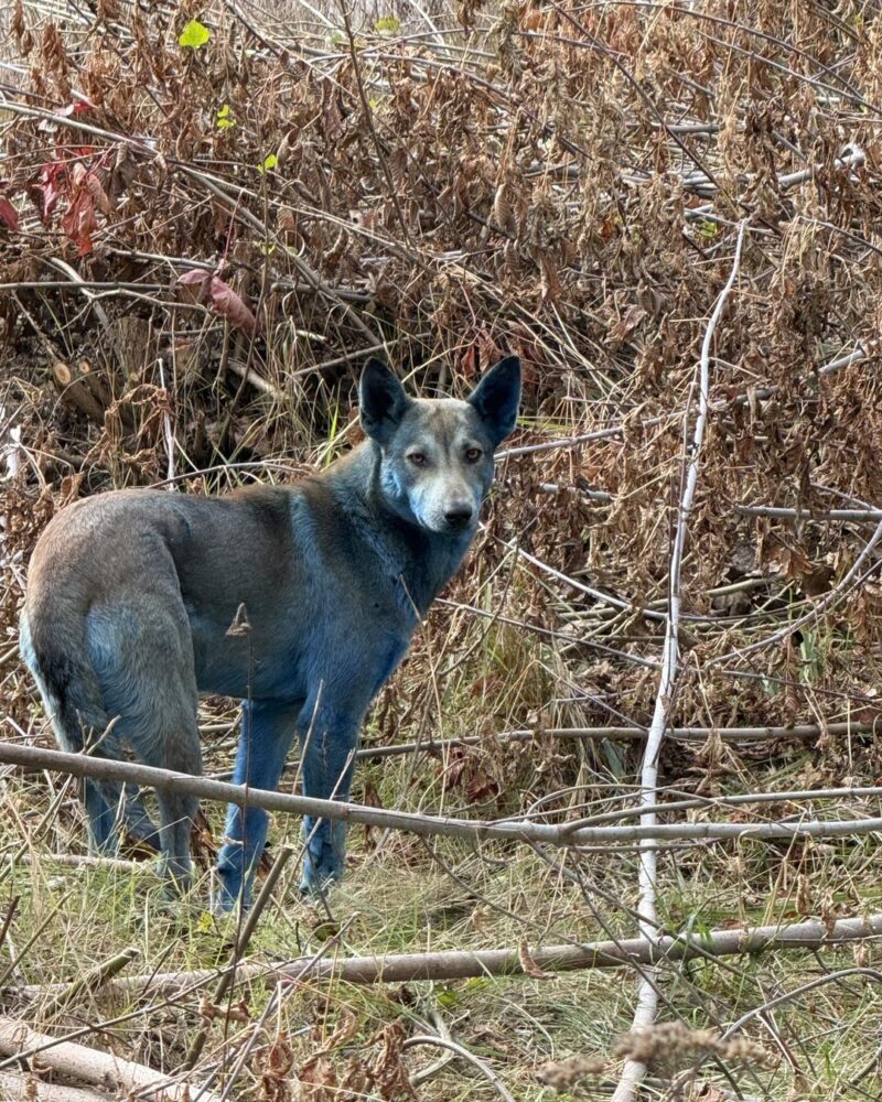 Los “perros azules” de Chernóbil: el misterio que asombra al mundo
