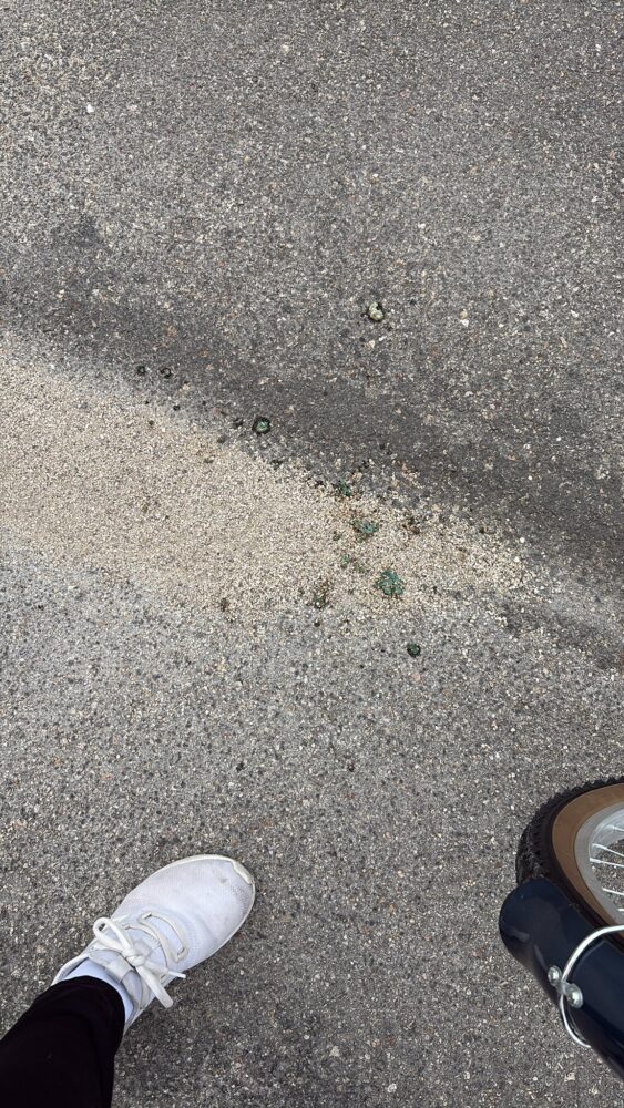 Reportan crueldad animal en Cholul